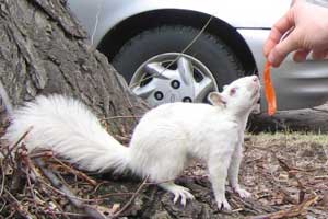 Binny, late Action Squad member - and albino squirrel